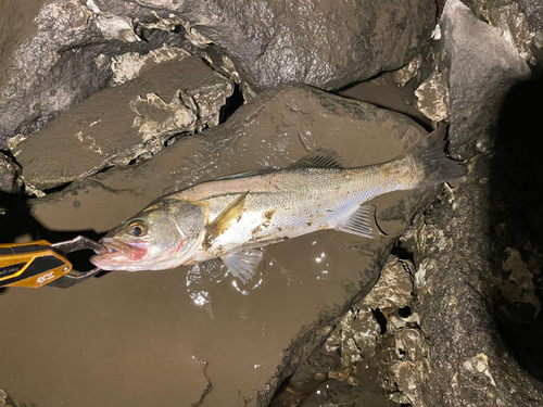 セイゴ（マルスズキ）の釣果