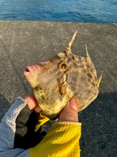 カワハギの釣果