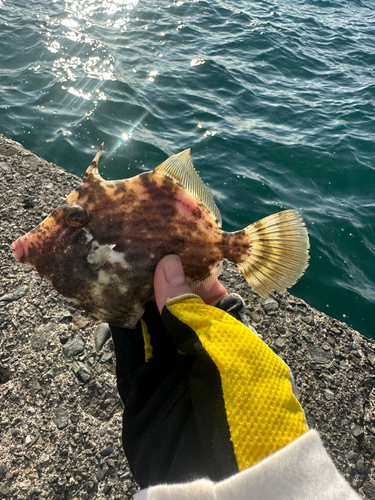 カワハギの釣果