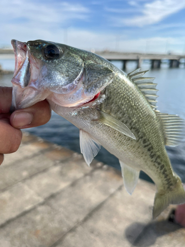 ラージマウスバスの釣果