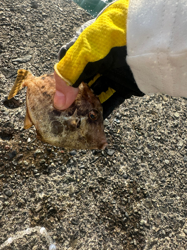 カワハギの釣果