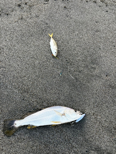 ニベの釣果