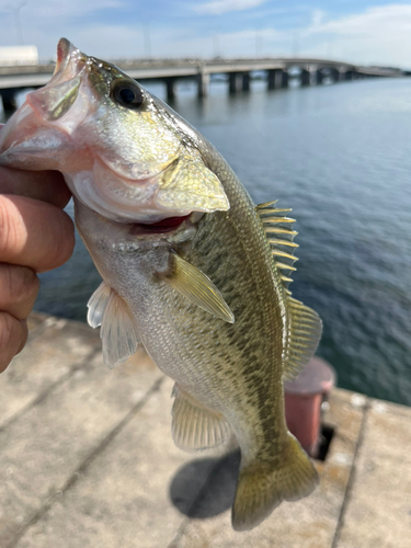 ラージマウスバスの釣果