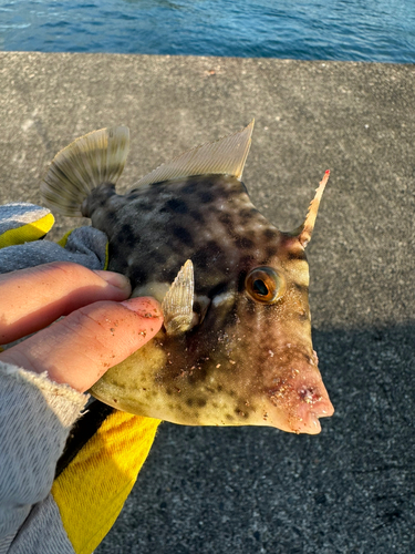 カワハギの釣果