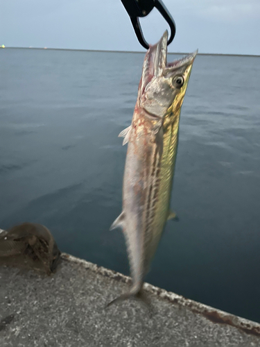 サゴシの釣果