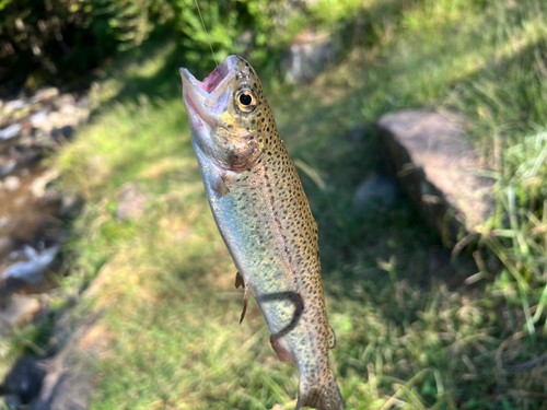 ニジマスの釣果