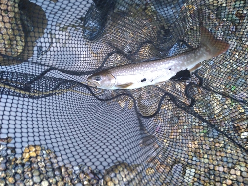 アメマスの釣果