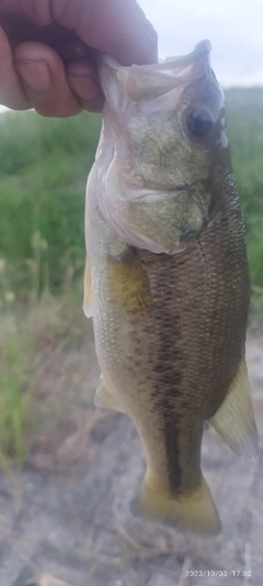 ブラックバスの釣果