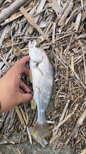 イシモチの釣果