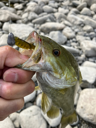 スモールマウスバスの釣果