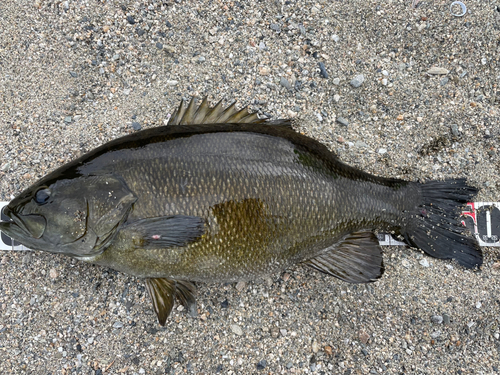 スモールマウスバスの釣果