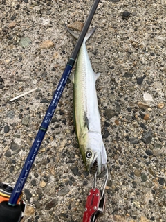 サゴシの釣果