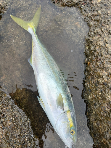 イナダの釣果