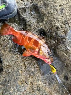 アカハタの釣果