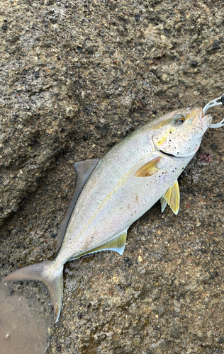 ショゴの釣果