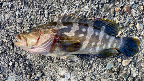 クエの釣果