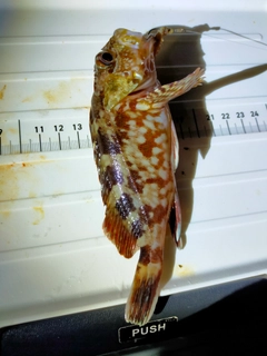 カサゴの釣果