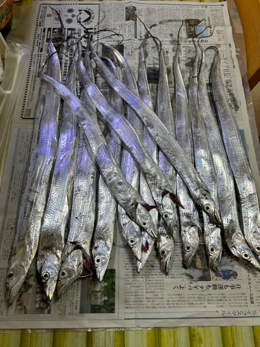 タチウオの釣果