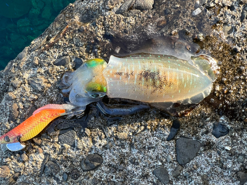 アオリイカの釣果