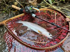 アメマスの釣果