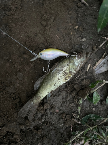 ラージマウスバスの釣果