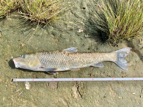 ニゴイの釣果