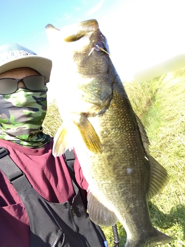 ブラックバスの釣果