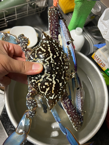 タイワンガザミの釣果