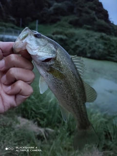 ブラックバスの釣果