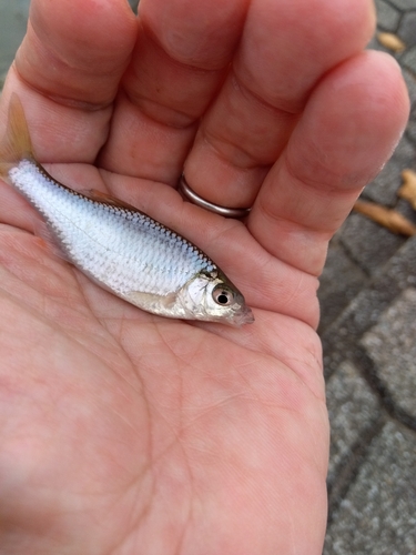 タナゴの釣果