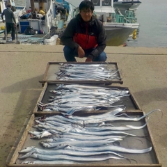 タチウオの釣果