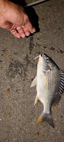 キビレの釣果