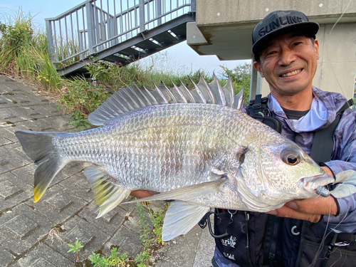 キチヌの釣果