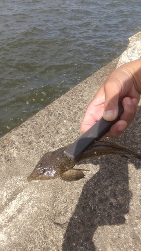 コチの釣果