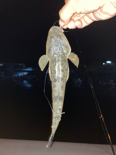 マゴチの釣果