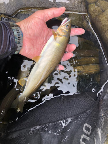 アユの釣果