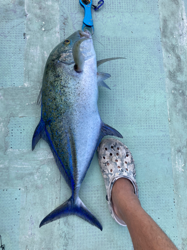 カスミアジの釣果