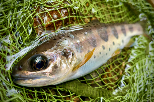 アマゴの釣果