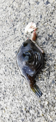 サザナミフグの釣果