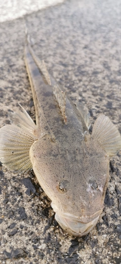 マゴチの釣果