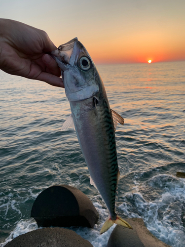 サバの釣果