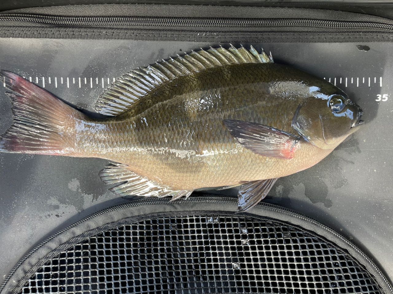 メガディス 1.75-53 Amazon | ダイワ(DAIWA) 磯竿 メガディス AGS・E 1.75-53・E