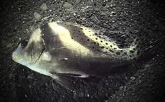 ゴウシュウマダイの釣果
