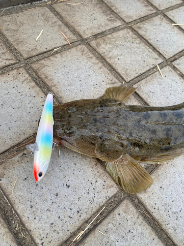 マゴチの釣果