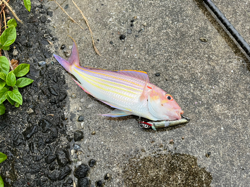 イトヨリダイの釣果