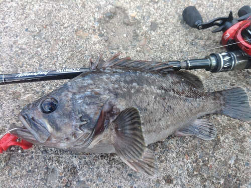 クロソイの釣果