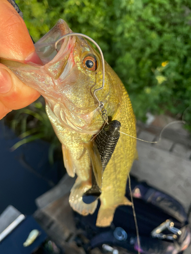 ブラックバスの釣果