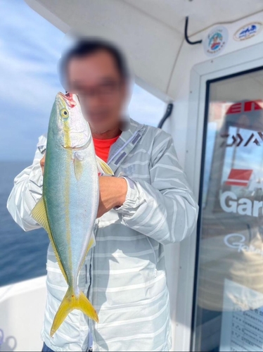 ハマチの釣果