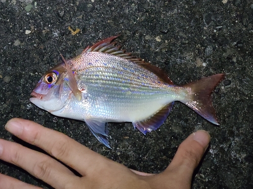 チャリコの釣果