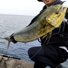 シイラの釣果